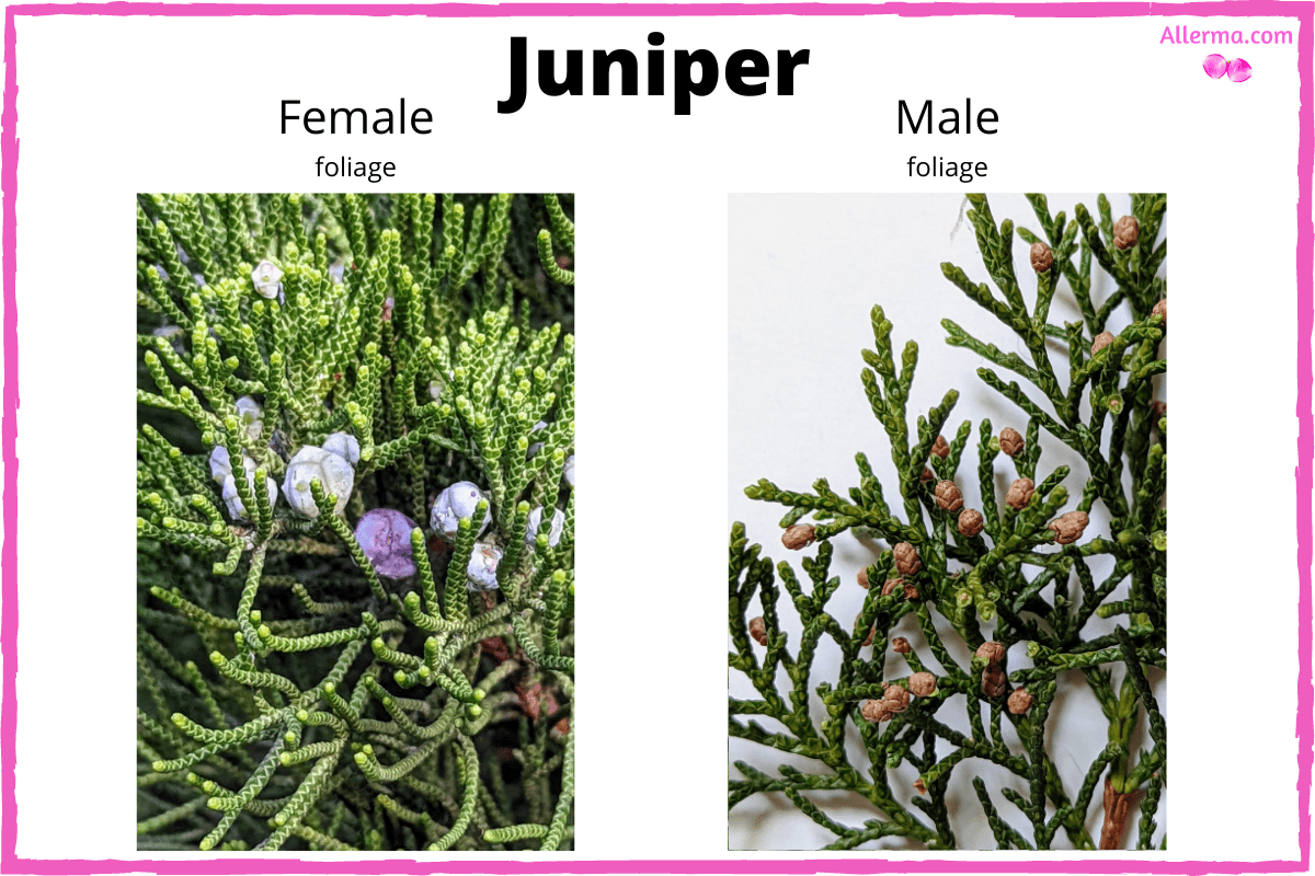 Juniper pollen allergy (Juniperus) a quick guide w/ photos. » Allerma™