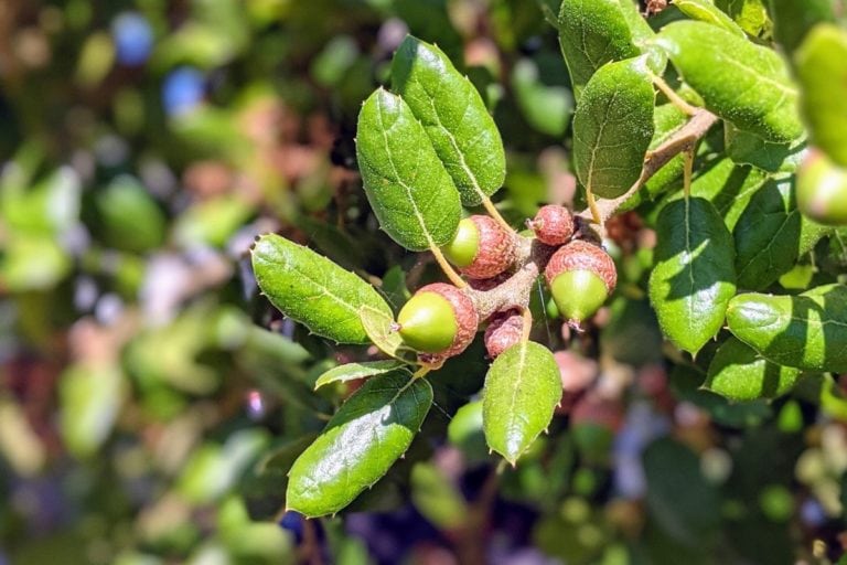 Oak tree allergy a quick guide w/ photos. » Allerma™