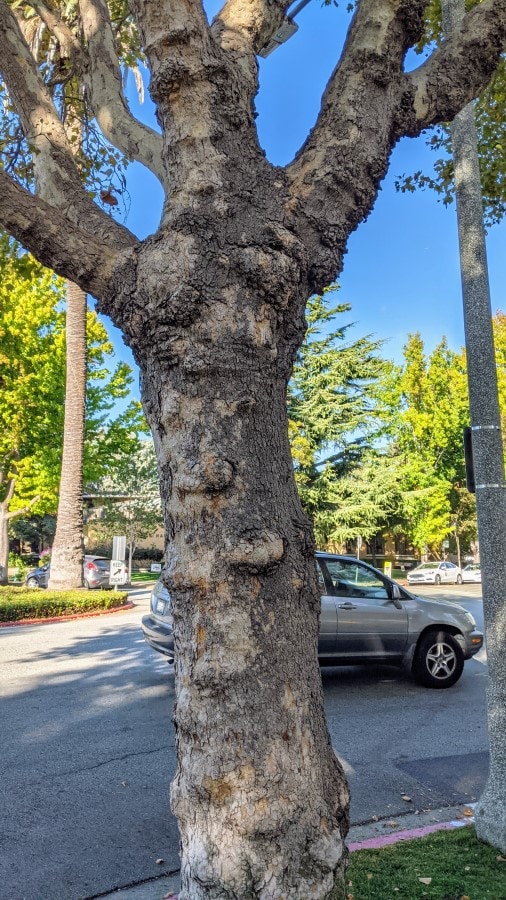 a knobby grey brown tree trunk