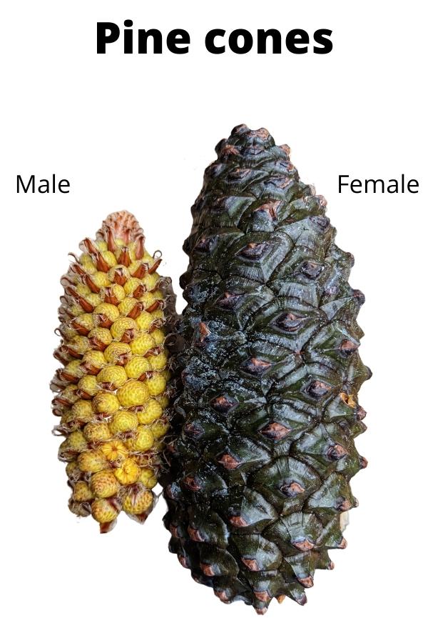 A yellow cone and a larger green cone
