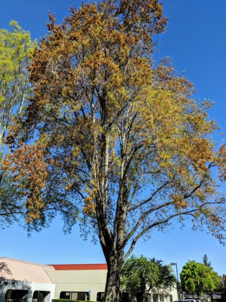 A tall Shamel ash (Fraxinus uhdei)tree with brown and yellow foliage.