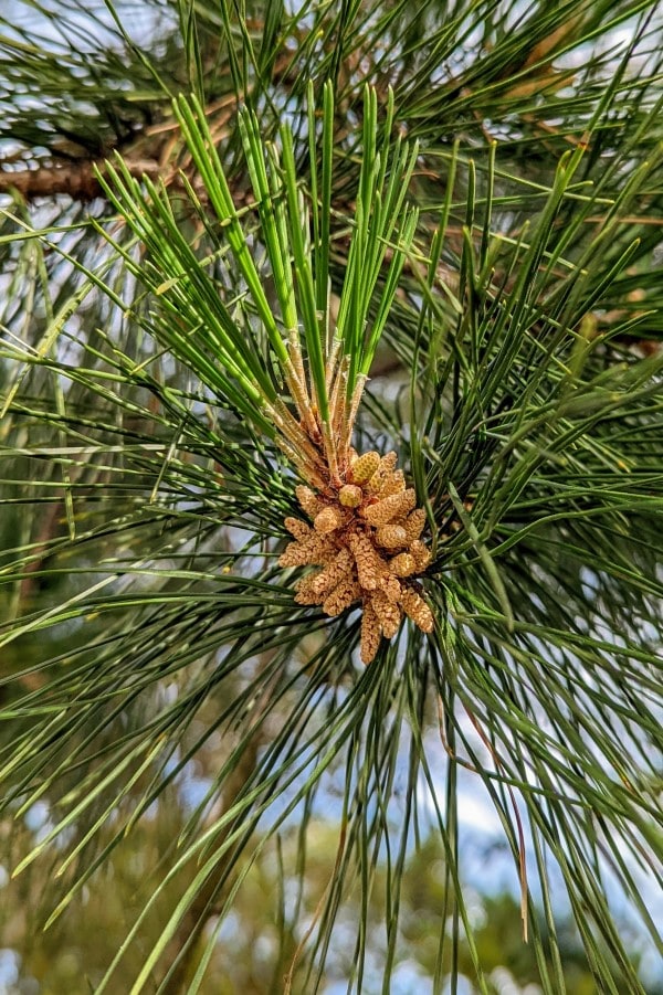 a grouping of brown small male pine cones among needle like green leaves