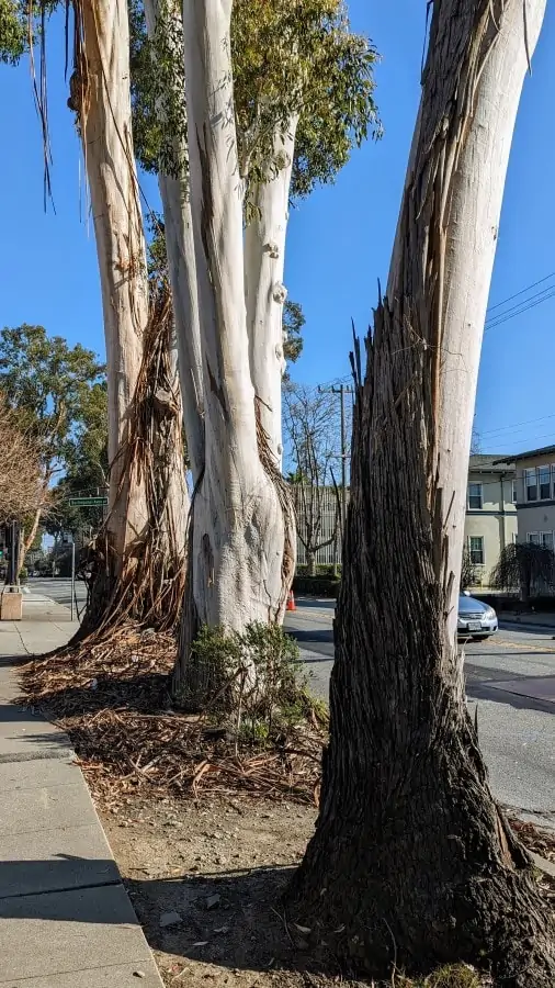 three tree trunks with white bark with grey and brown peels.