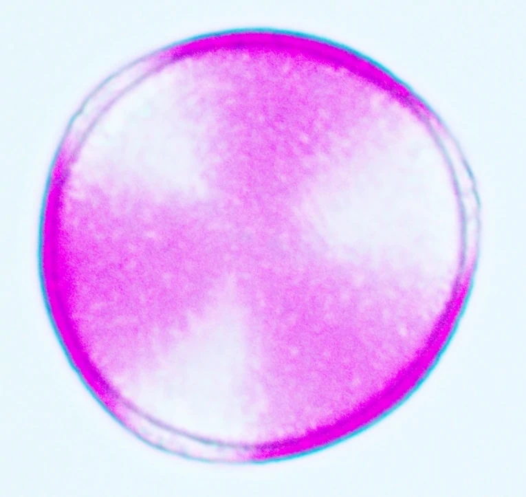 A pollen that looks like pink beach volleyball. A pink circle with three symmetrical white furrows.