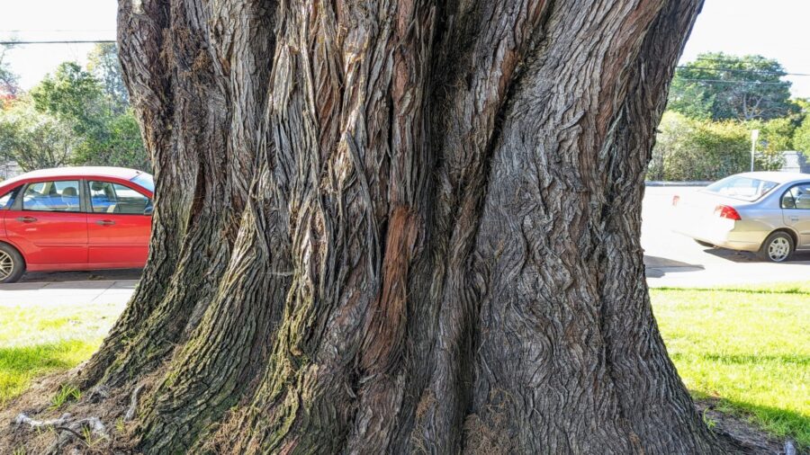 A wide, almost 12 feet wide greyish brown tree trunk of cypress.