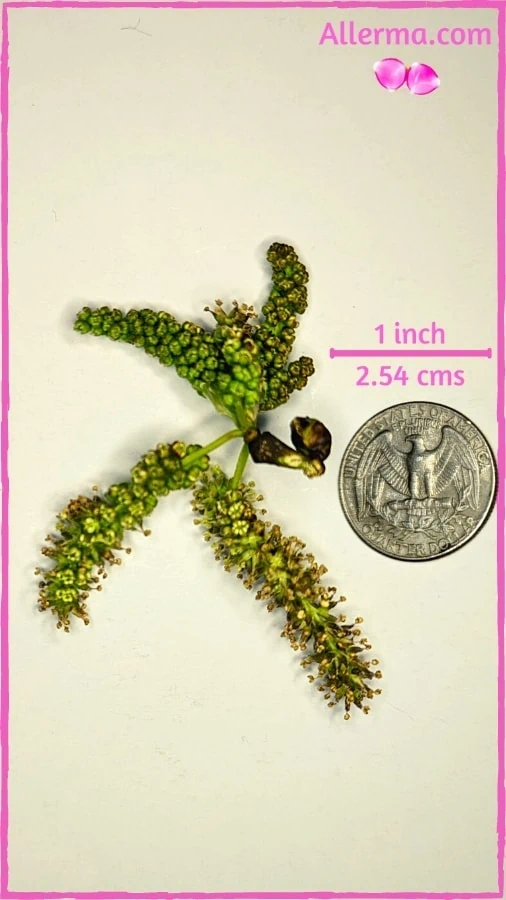 four mulberry catkins which are the source of allergy causing pollen. Two beady green on top are immature and the bottom two, which are yellow green are mature. The picture is taken next to a US quarter. The catkins are 1 to 2 inches long.