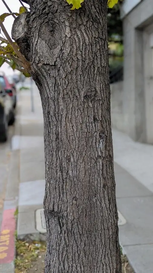 Grey brown scaly bark on a single straight trunk.