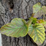 three serrated yellow, green leaves on a tree trunk of Mulberry tree
