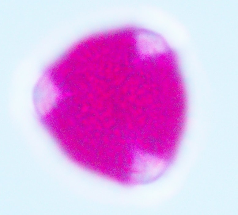 A tringular pollen with very thin vein like surface with three white smudged corners