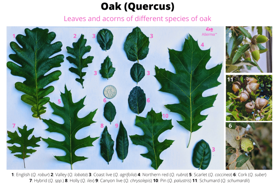 Several different leaves of oak (genus: Quercus)