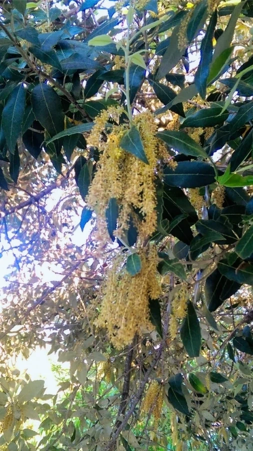 yellow brush like mature catkins are the source of oak tree allergy.