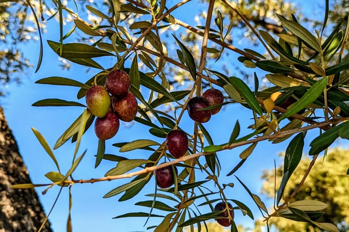 purple greenish olive fruit and narrow leaves