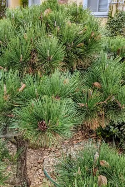 A short spikey bush with cones