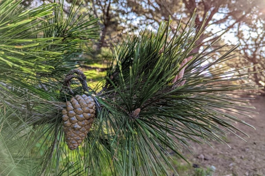 Pine Spruce Cedar Fir (Pinaceae) a quick guide w/ photos. » Allerma™