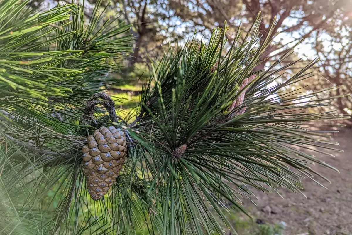 Pine cone and needle like green leaves