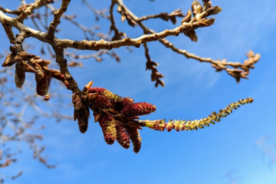 A thin, 3 inches long catkin growing out of red flower buds of poplar.