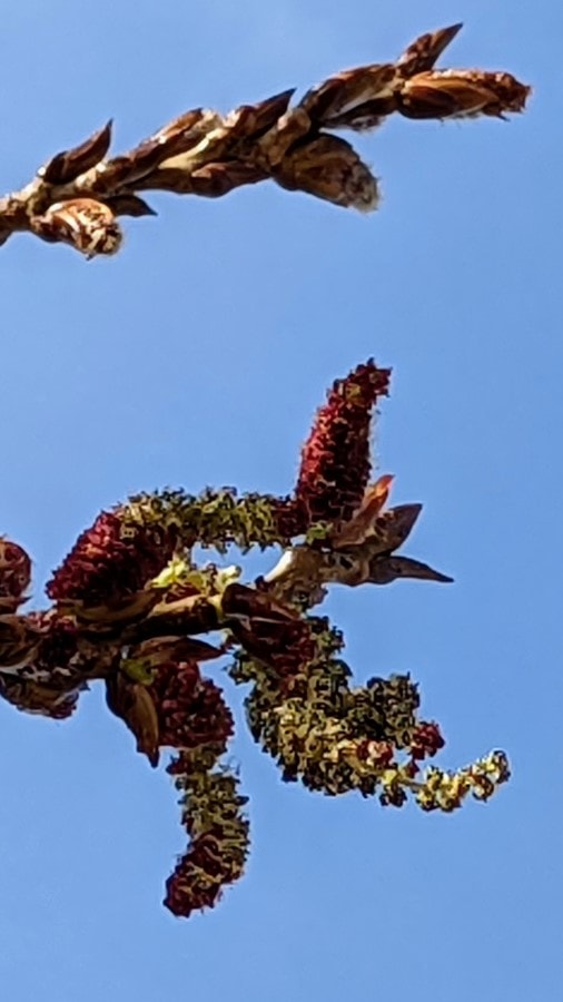 Green catkins emerging from red buds are the source of poplar pollen allergy