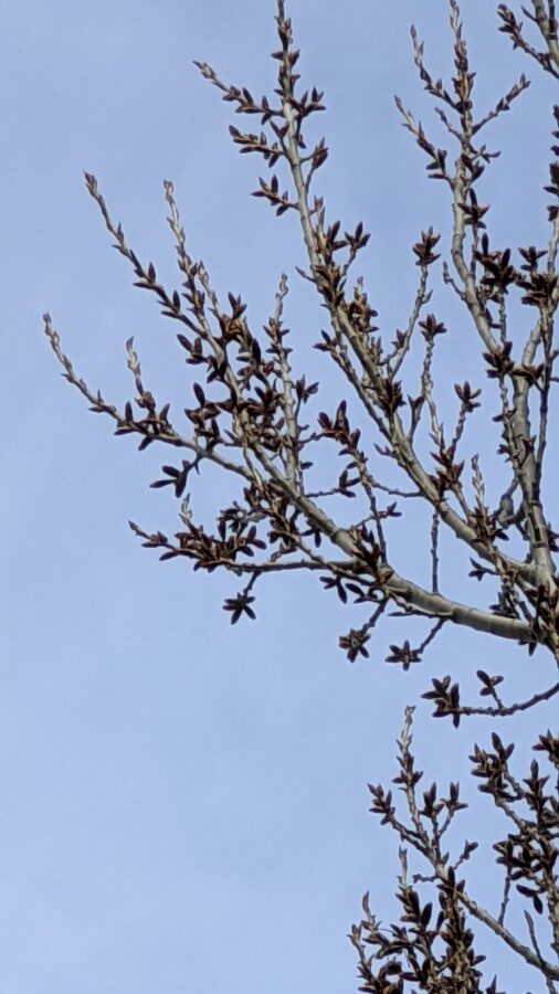 A closer look of the poplar branches show buds of catkins, which are inconspicuous from the distance