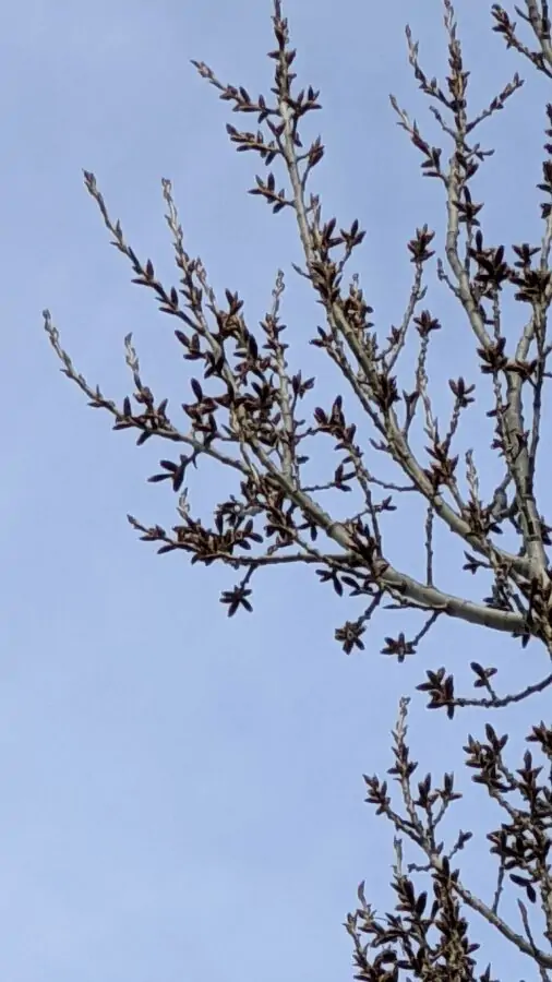 A closer look of the poplar branches show buds of catkins, which are inconspicuous from the distance
