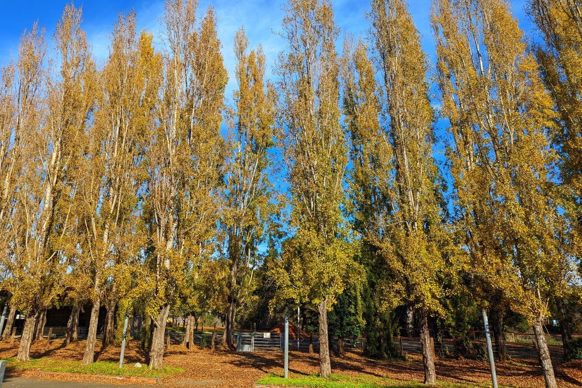 Poplar Cottonwood Aspen Populus A Quick Guide W Photos 