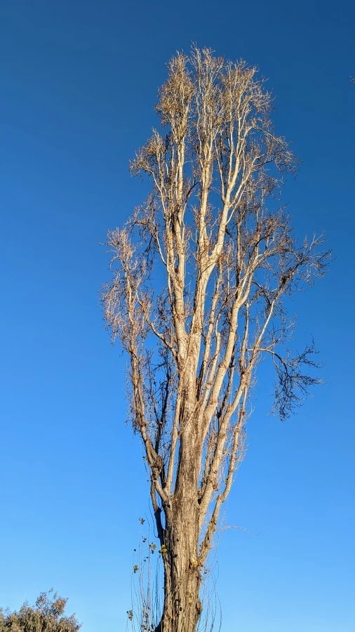 a bare upright tree with no leaves