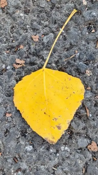 A yellow leaf of poplar