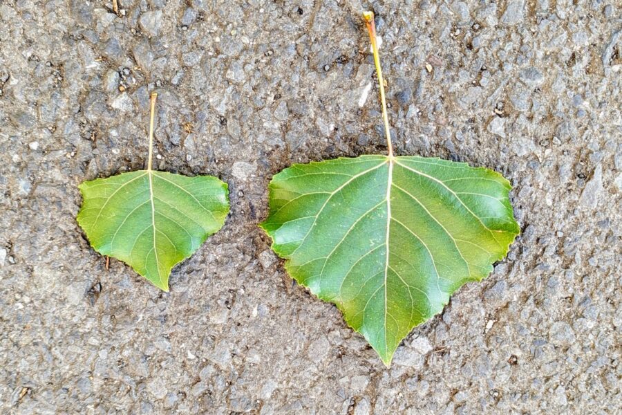 two poplar leaves green, triangular with round edges. One leaf is about 2 inches long and the other about 4 inches