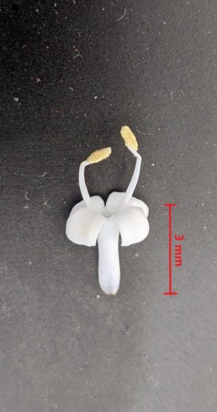 two yellow anthers sticking out of a white flower with four petals.