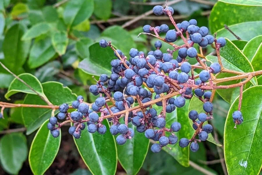 blueberry like fruit arranged in a conical  shape on brown twigs. In the background are green glossy leaves.