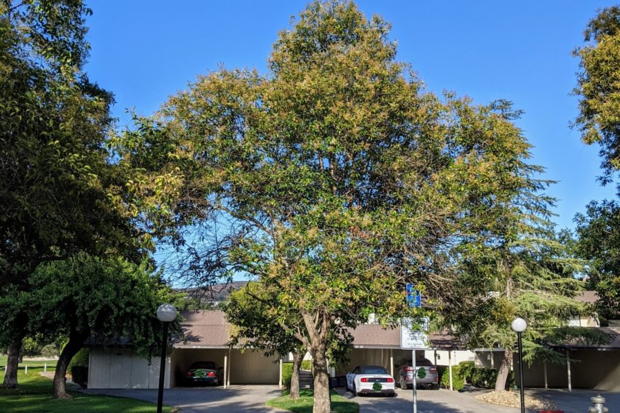 a 20 feet tall privet tree with white flowers among green leaves.