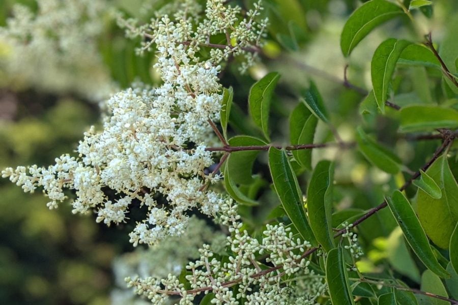 tiny white flowers arranged in a cone shaped inflorescence are the source of privet allergy.
