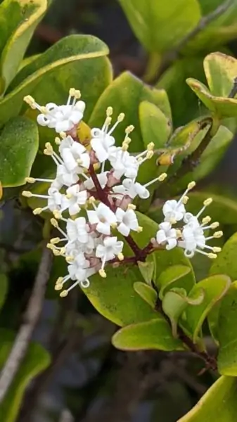 a white inflorescence of privet flowers