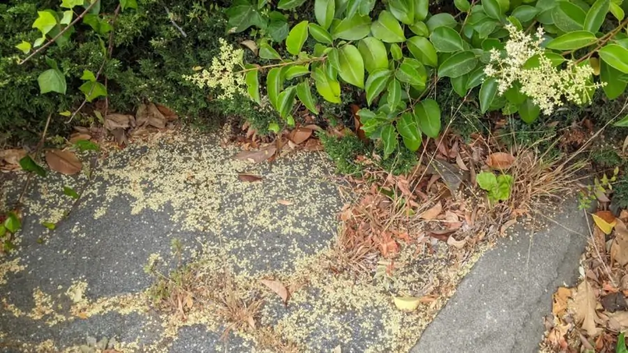 yellow dust collecting under a green shrub is a source of privet allergy if disturbed.