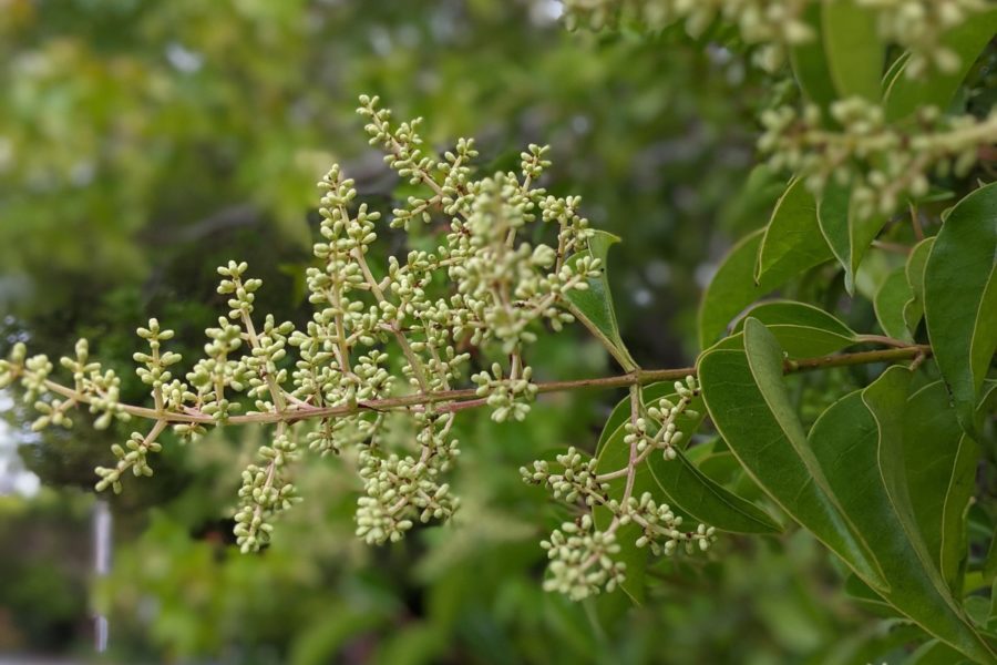 an inflorescence of unopened buds and green leaves of privet