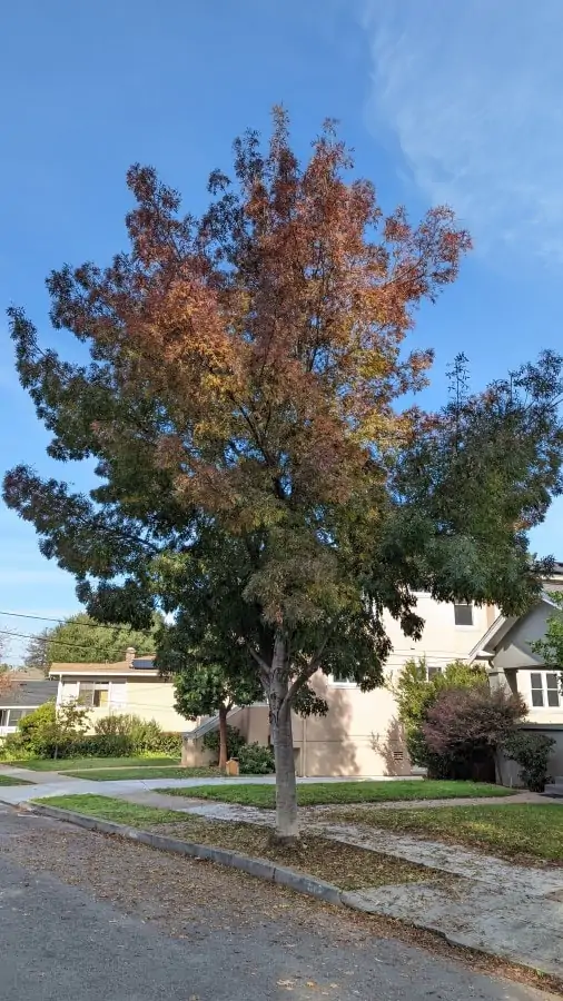 A tree with vase like foliage that is purple on the top and green at the bottom