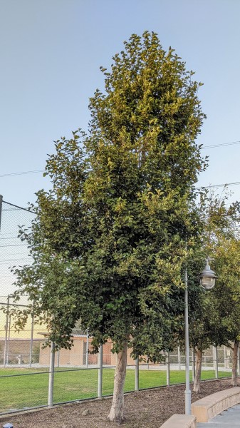 a 25 feet tall green tree