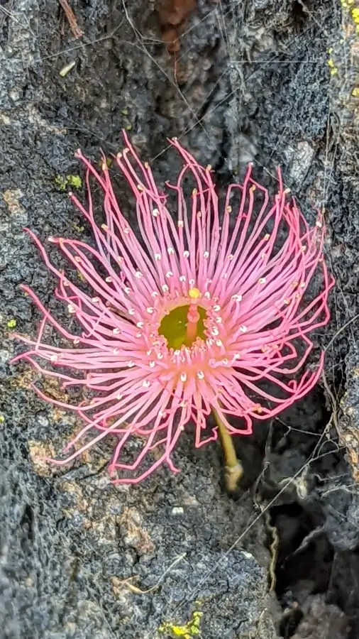 A close up of eucalyptus flower. Pink stamens with yellow tips arraged around one nozzle like stigma in the center