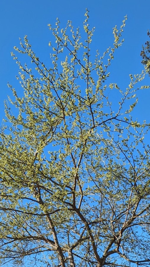 A red mulberry tree foliage in early spring. There are no leaves, but the tree is loaded with pollen producing yellow-green male catkins.