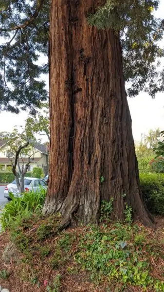 a large reddish brown tree trunk towering over a car parked next to it.
