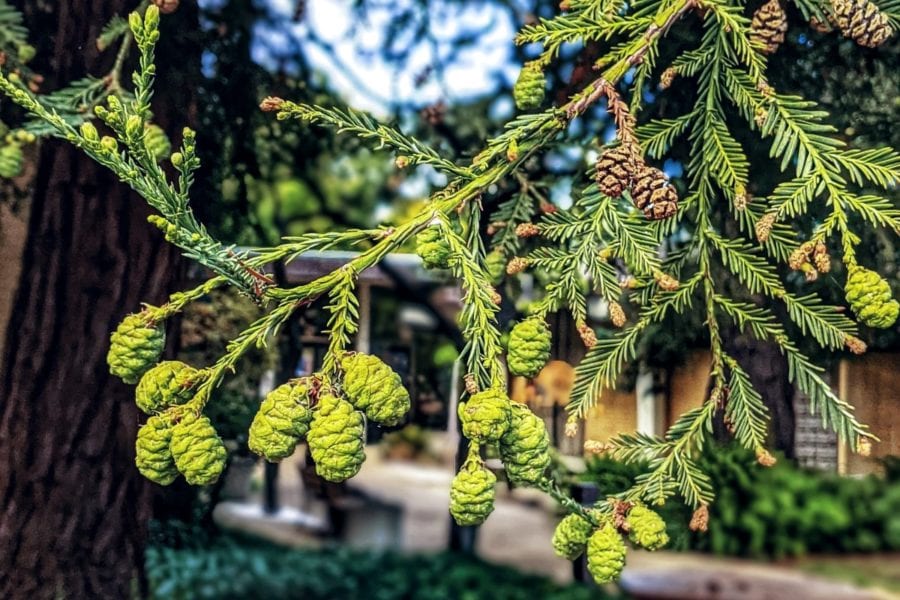 Redwood pollen allergy (Sequoia) a quick guide w/ photos. » Allerma™