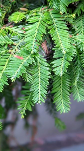 July: green needle like leaves of coast redwood with no male cones on the tips