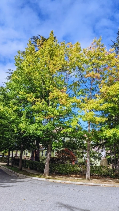 Two trees with thinning yellow green canopy