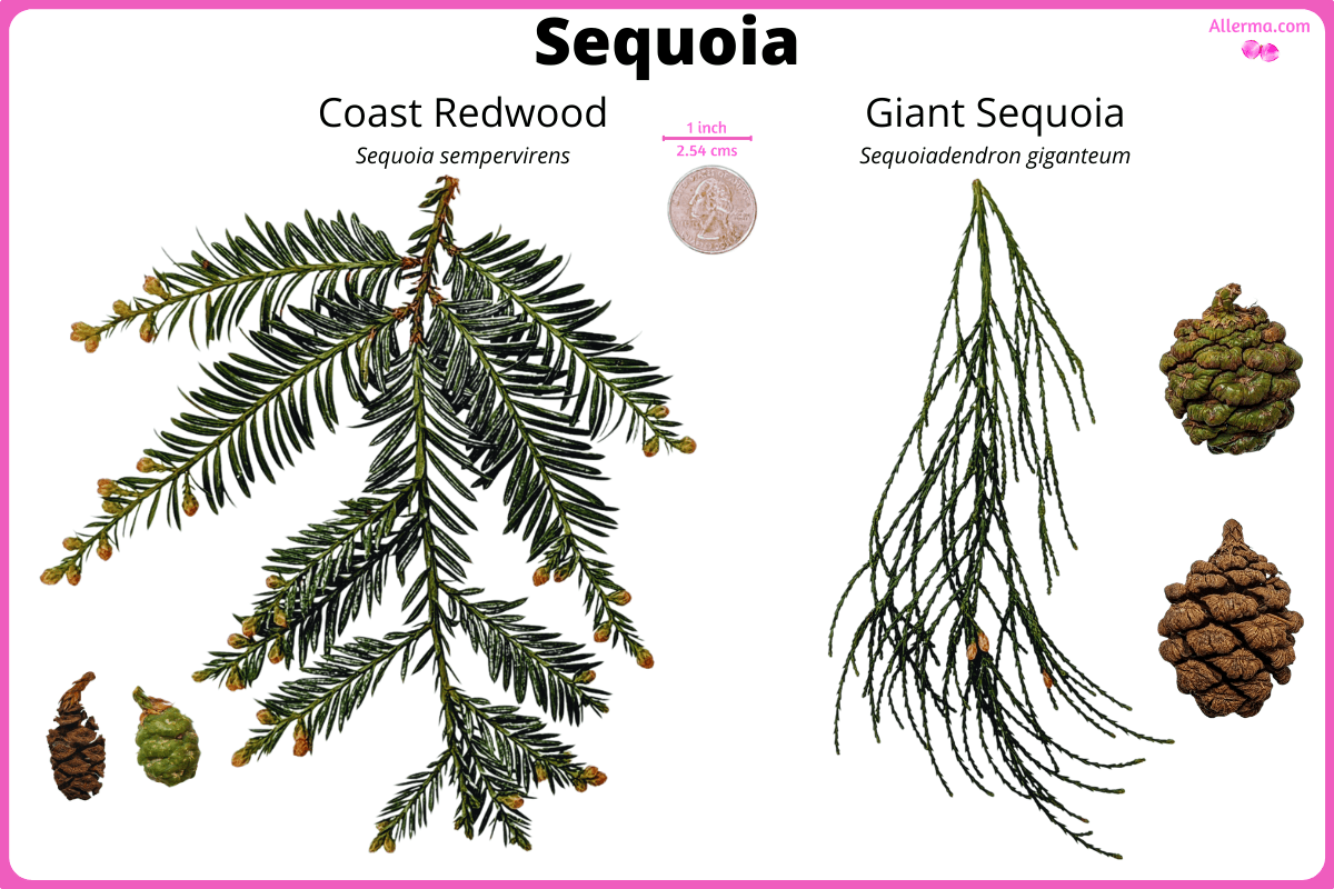 on the left double-pinned leaves of redwood trees and its cones, on the right giant sequoia leaves and its cones.
