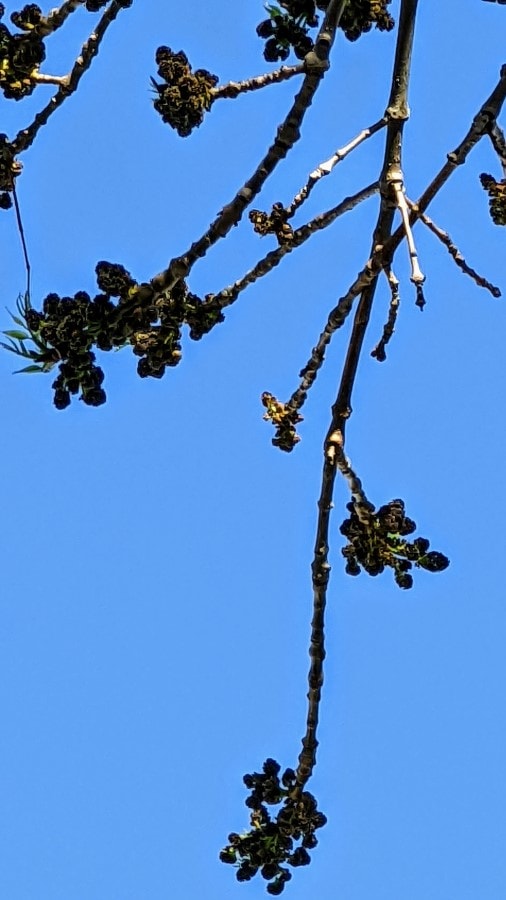 Ash tree allergy (Fraxinus) a quick guide w/ photos. » Allerma™