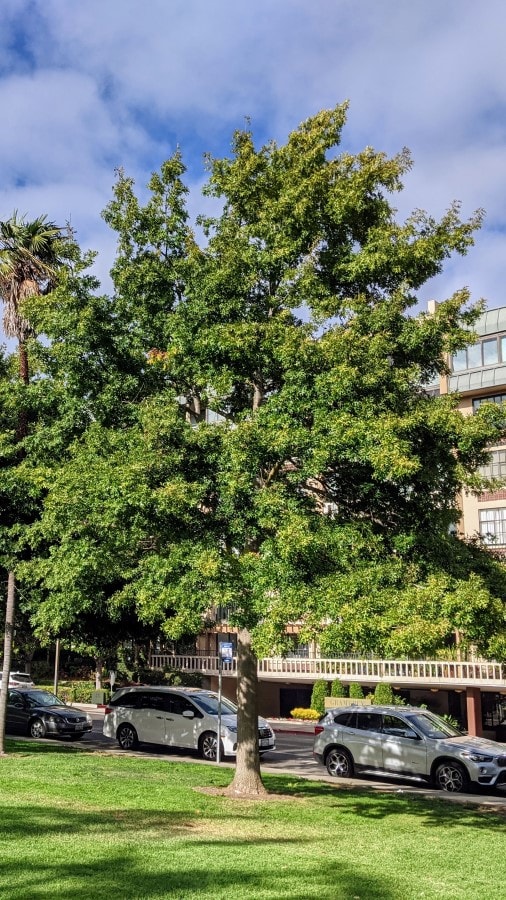 A 20 feet tall tree with lush yellow green canopy