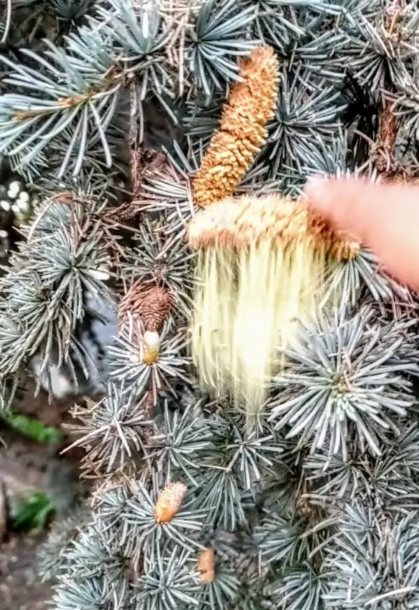 A dense cloud of yellow pollen falling from a brown male cone
