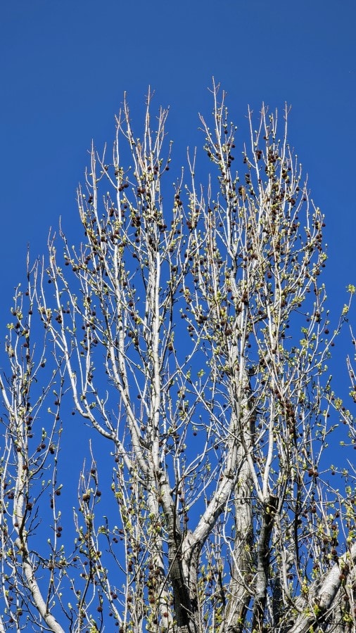 A bare looking tree without any leaves, but has some specks of green catkins and mature black fruit visible.
