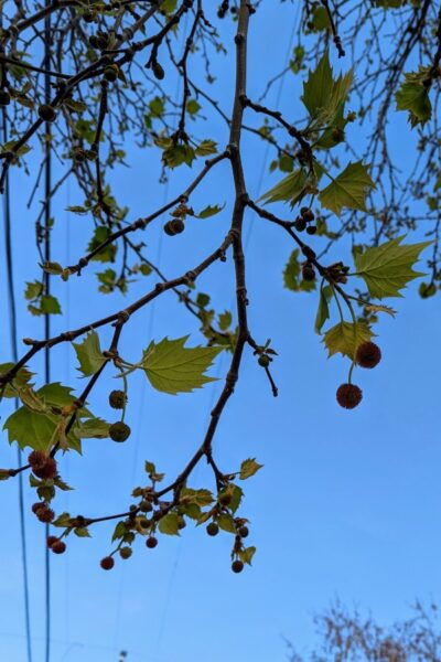 a close up of a tree branch with a few yellow green leaves but several small furry ball like flowers hanging from the branches.