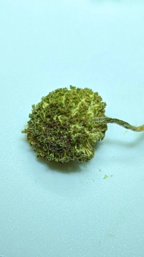 A greenish yellow furry ball with streaks of bright yellow attached to a small twig.