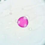A smooth cornered triangular pollen with white corners which represent furrows that do not stain pink like the rest of the pollen.